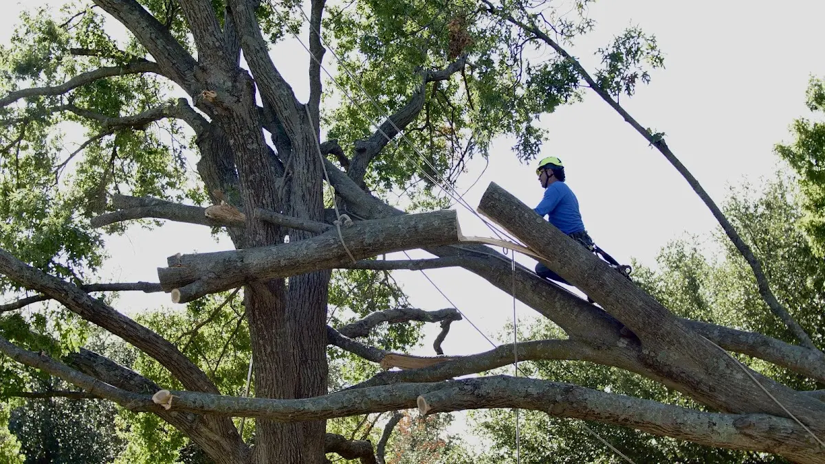 Professional Crown Thinning performed by certified arborists in Wayland
