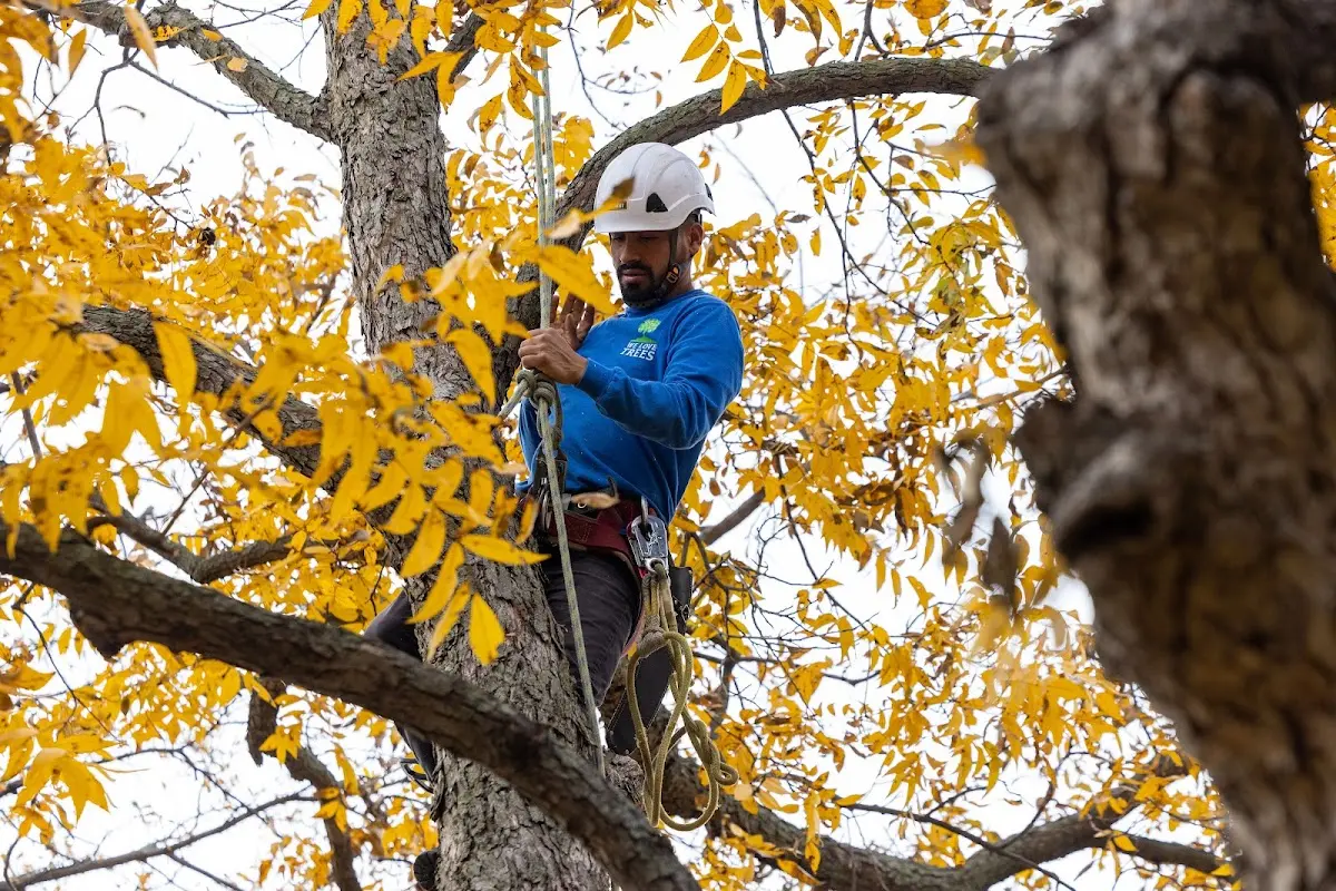 Skilled Tree Trimming crew working in Wayland
