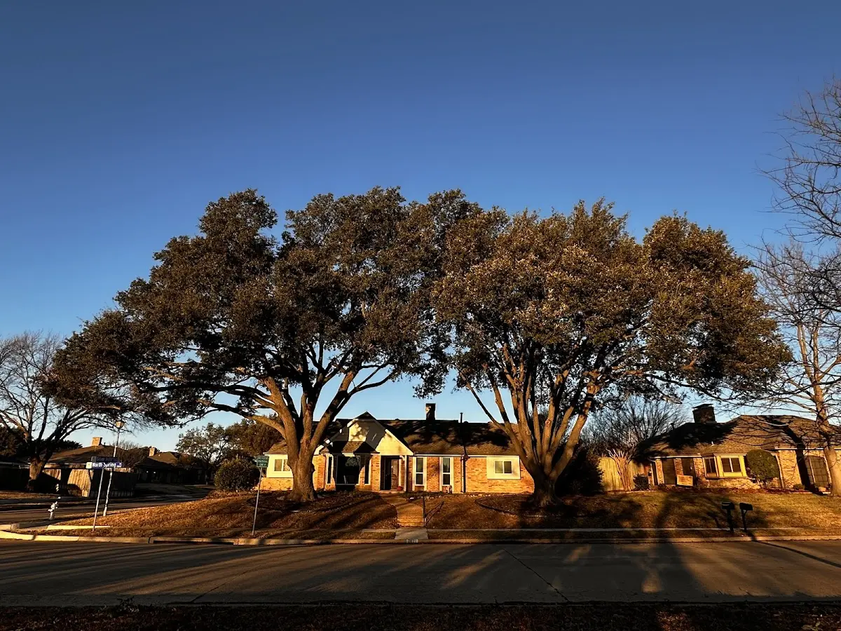 Established residential canopy tree shading a home in Wayland